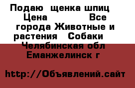 Подаю. щенка шпиц  › Цена ­ 27 000 - Все города Животные и растения » Собаки   . Челябинская обл.,Еманжелинск г.